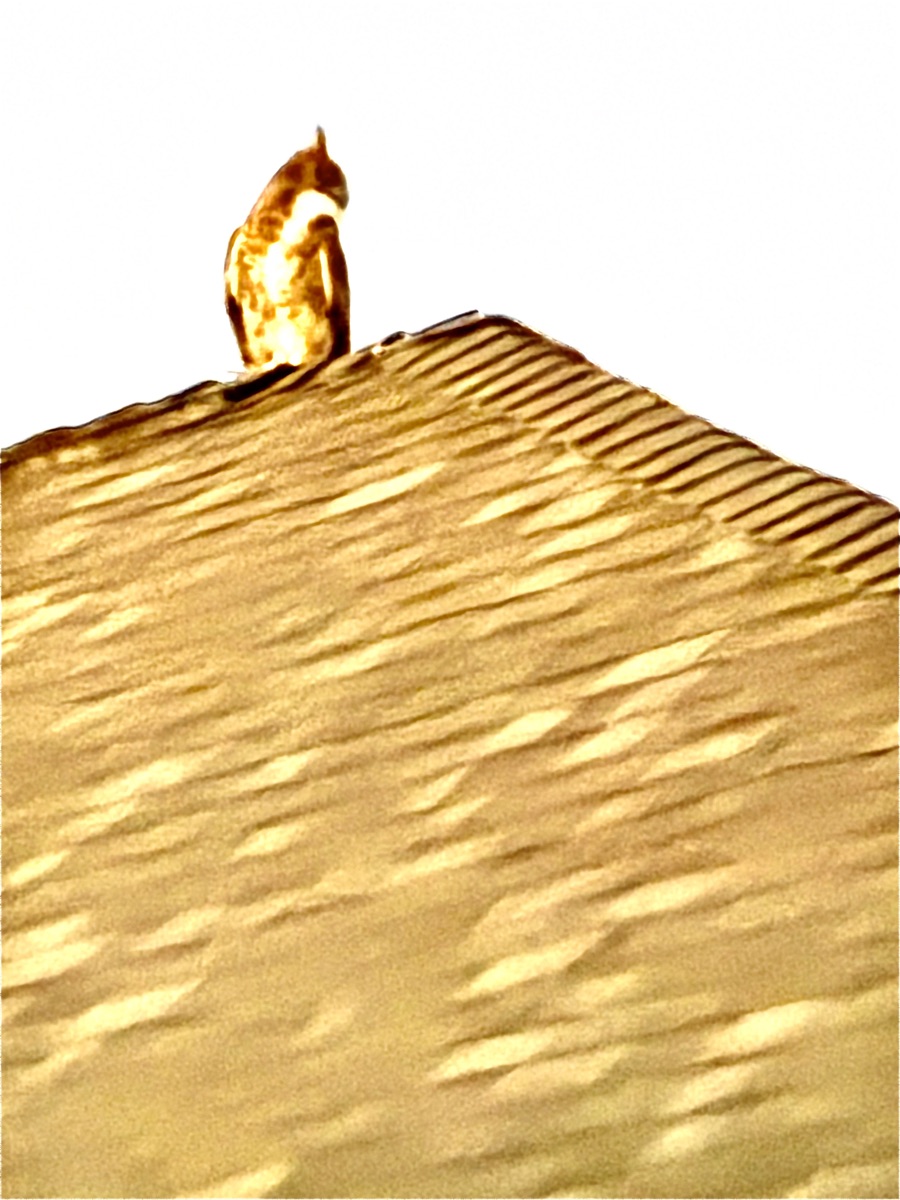Owl on the rooftop at sunset