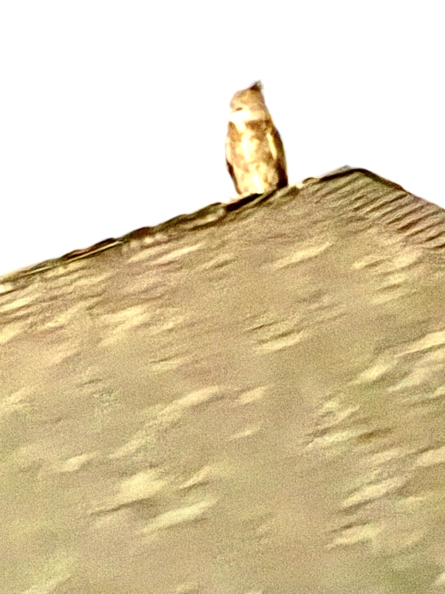 Owl on the venue rooftop at dusk
