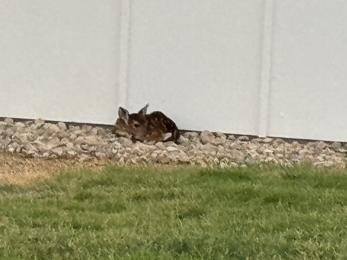 Young deer at the property edge