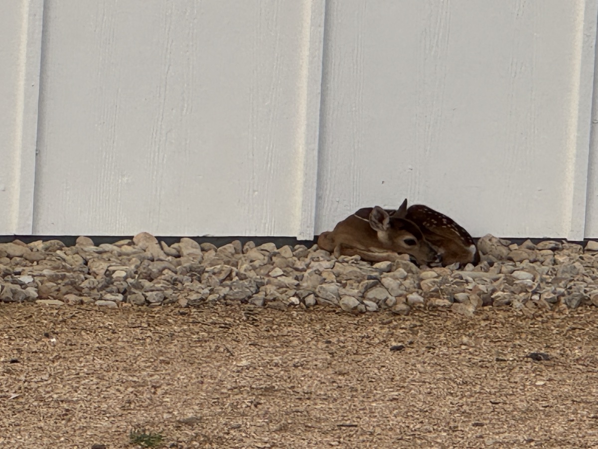 Fawn resting against the venue wall