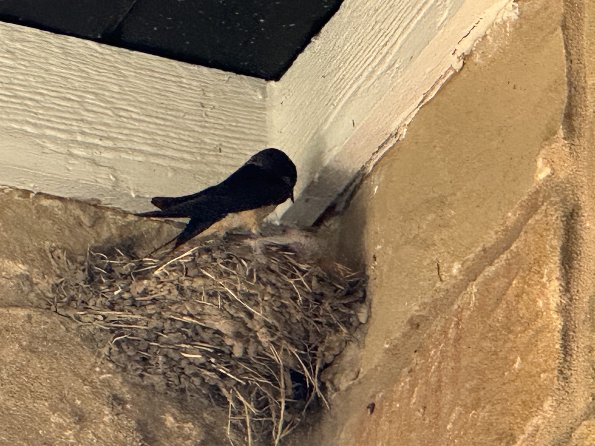 Bird's nest in the eaves