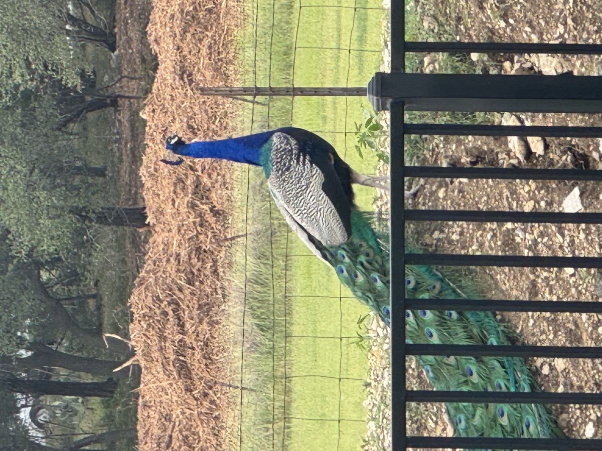 Peacock on the property fence