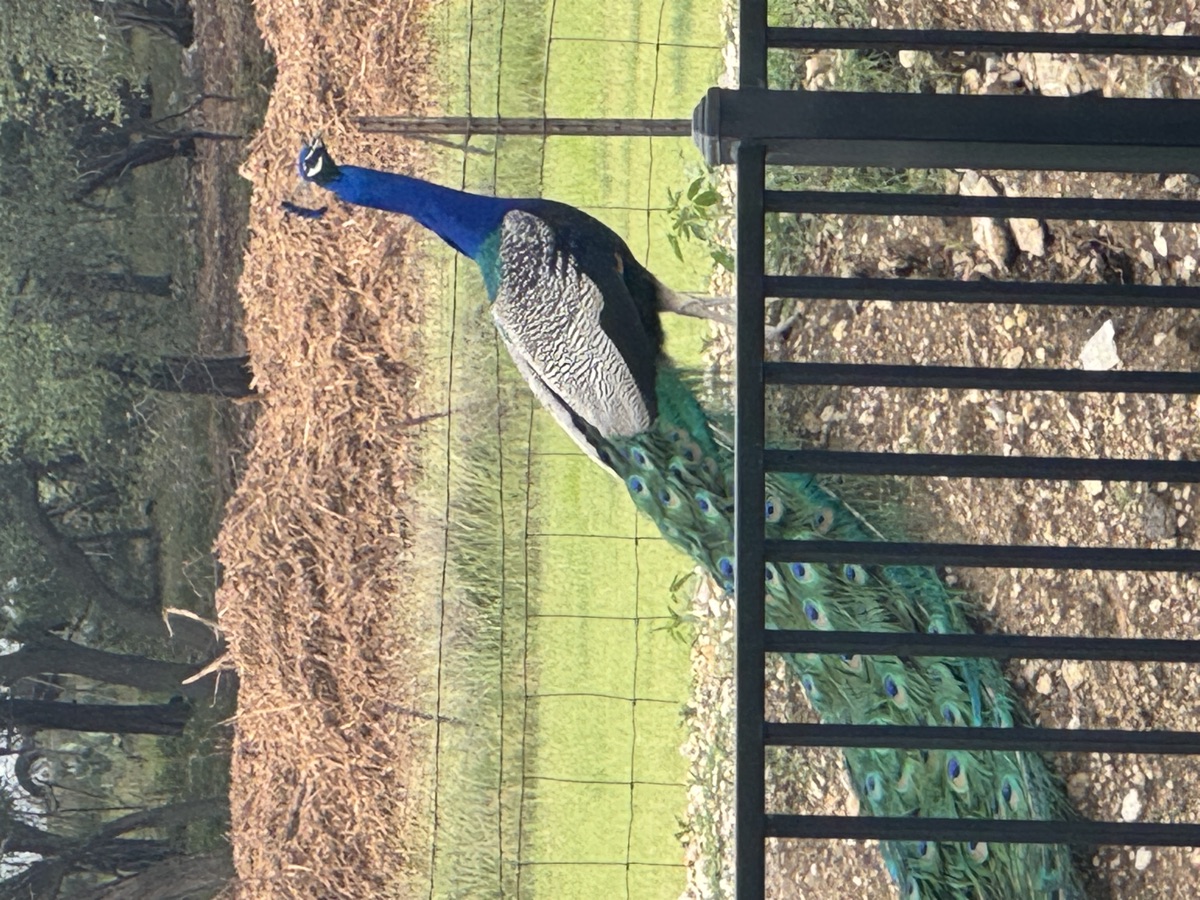 Peacock in the trees