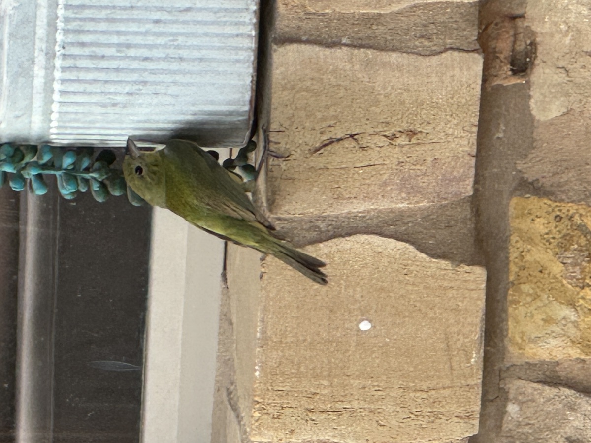 Painted bunting on the stone wall
