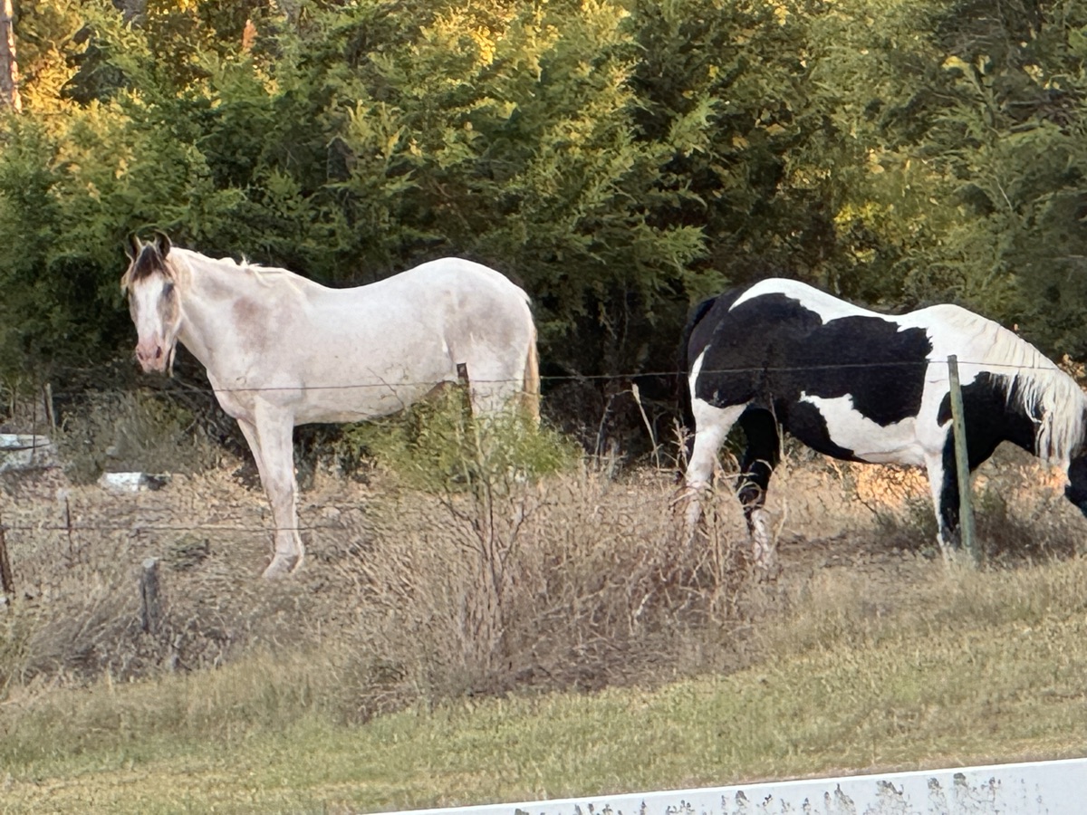 Horses grazing in the neighboring pasture